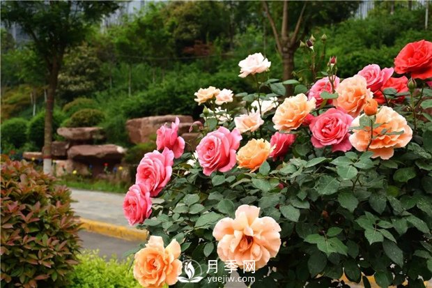 月季花怎么栽培和养护？全面的养殖方法交给你(图2)