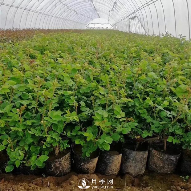 四月月季管理要点(图1)