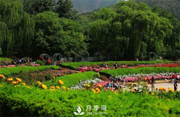 不同苗木修剪顺序不一样 不看看吗(图1)