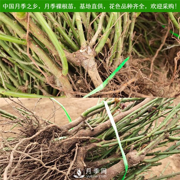 月季裸根苗，小高杆月季和3公分月季树发往陕西(图1)