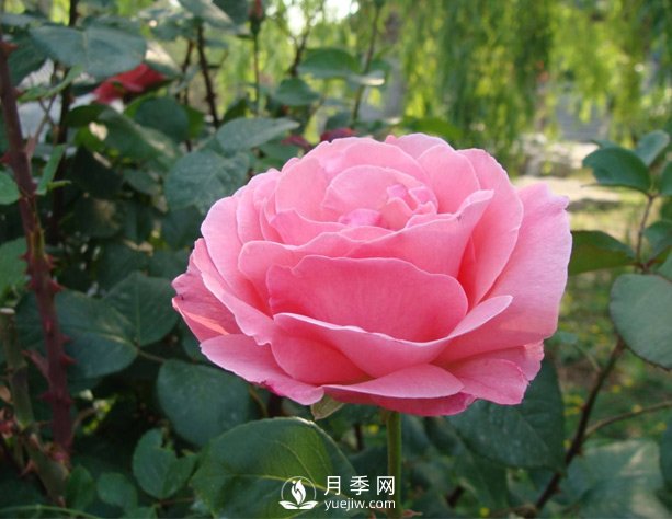 月季有时出现盲芽？怎样做会促进开花呢(图1)