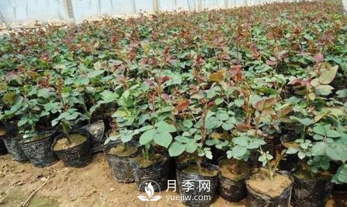 南阳盆栽月季花苗批发(图1)