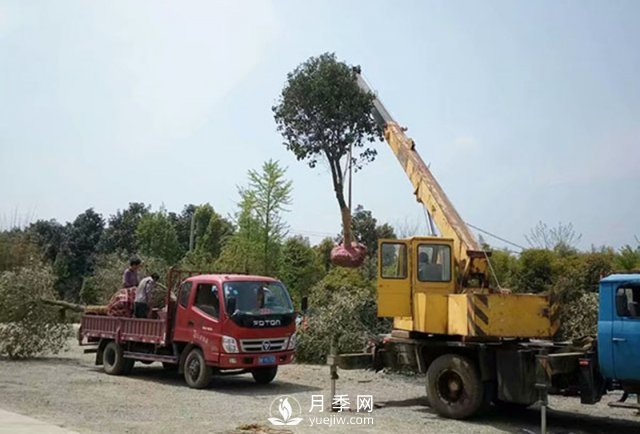 大规格苗木装运技巧,移植技术有哪些技巧？(图2)