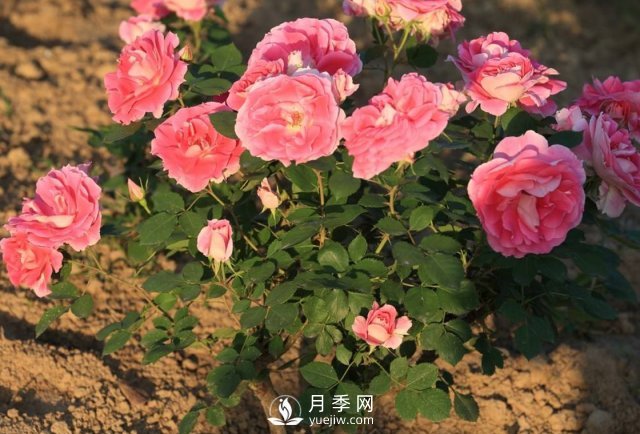 月季什么时期移植好？(图1)