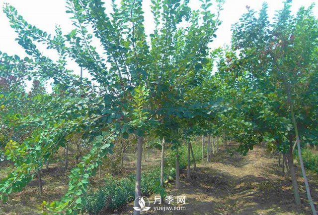 黄栌种植基地是怎样防治黄栌黄萎病病害的？(图1)