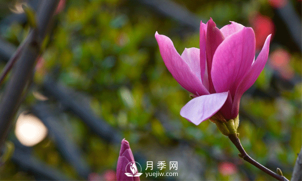 浅析种植红玉兰的环境要求和栽培技术(图1)