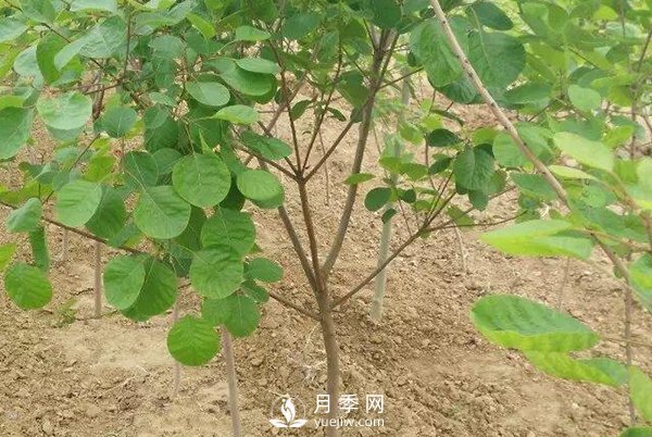 黄栌树白粉病症状是怎样的？(图1)