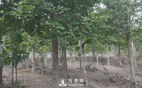 8-15公分红白黄玉兰量大，还有娇红一号，需要的朋友赶快联系哦(图4)