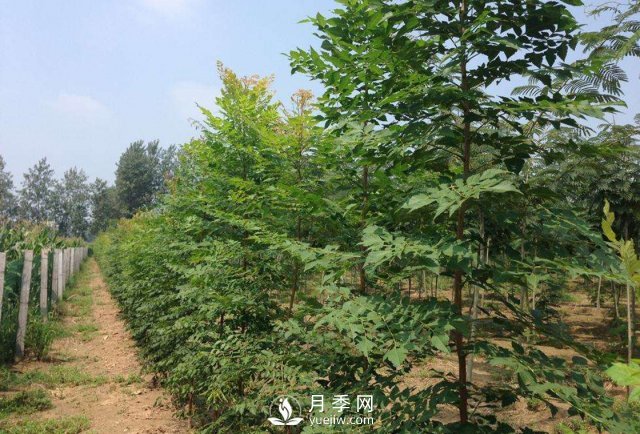 大叶女贞又叫做高杆女贞，苗木基地是如何养护的？(图1)
