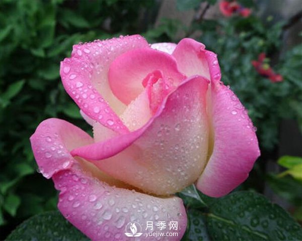 南阳月季花黄白苗防治技术分享(图1)