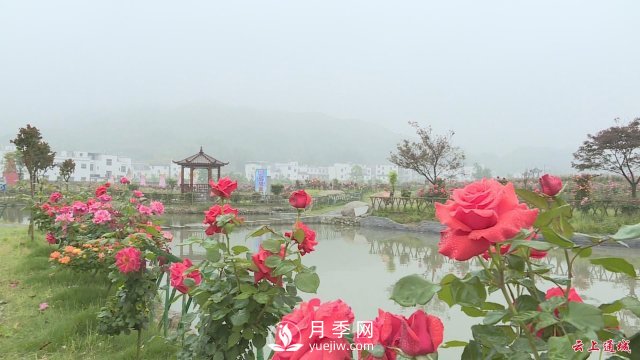 湖北通城：月季赏花经济打造美丽乡村新面貌(图2)
