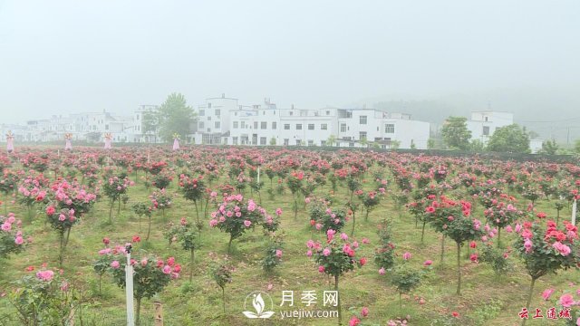 湖北通城：月季赏花经济打造美丽乡村新面貌(图3)