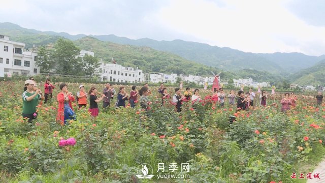 湖北通城：月季赏花经济打造美丽乡村新面貌(图1)
