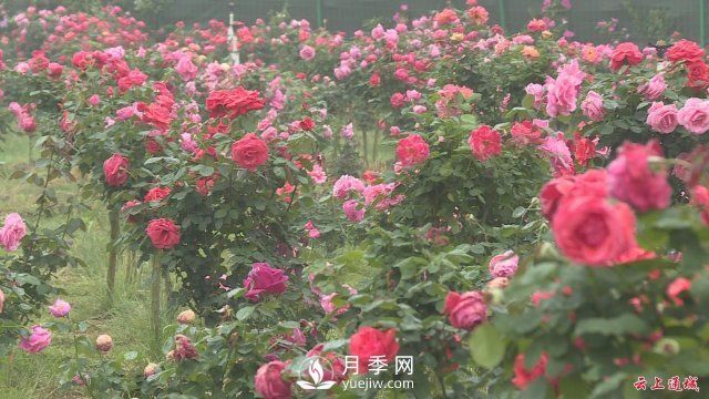 湖北通城：月季赏花经济打造美丽乡村新面貌(图5)