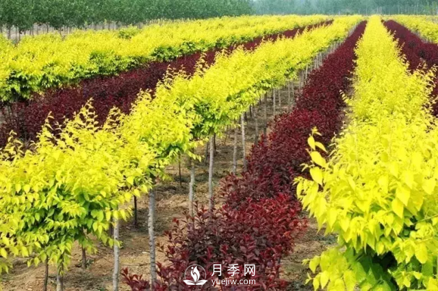说说中国人自己知识产权的彩叶苗木，金叶榆(图1)