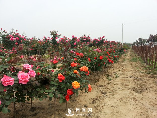 月季树可以移栽吗？要注意什么你都知道吗？(图1)