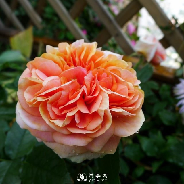 月季花介绍，石桥月季带你了解月季(图1)