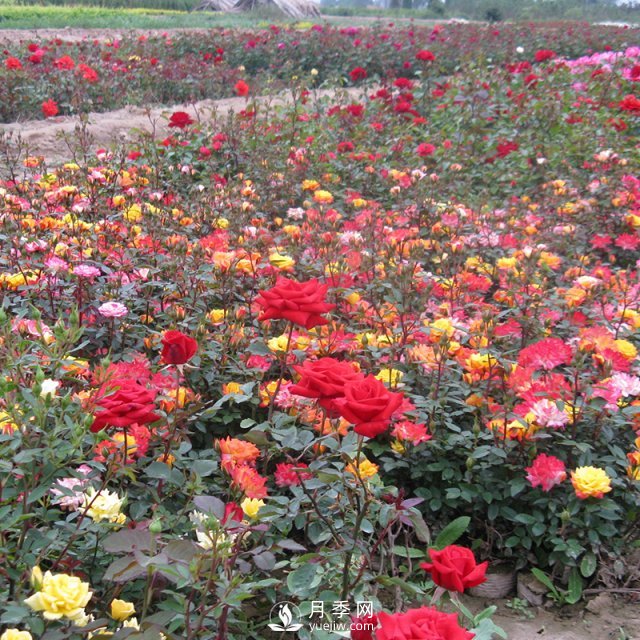 怎样养好月季花？石桥月季告诉你(图1)