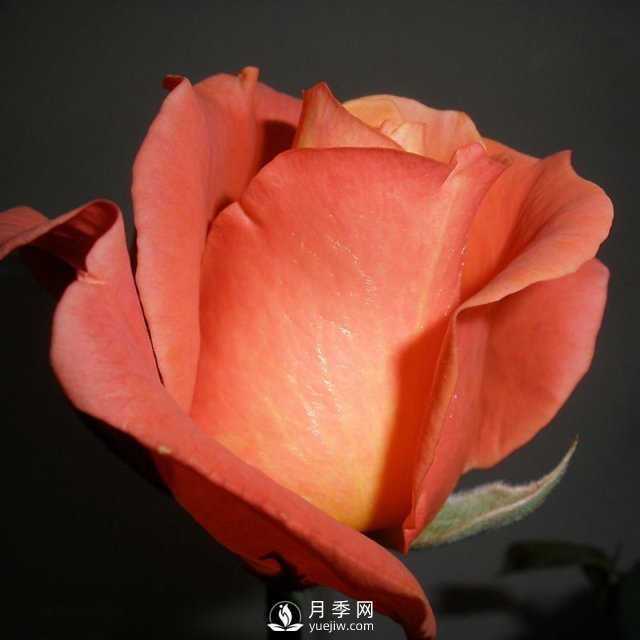 南阳月季给你介绍月季花谱(图1)