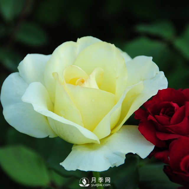 石桥月季的植物文化，它有怎样的来历？(图1)