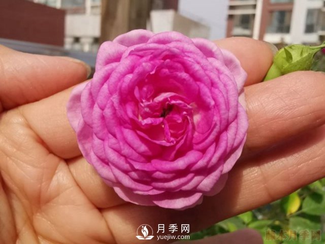 玛姬婶婶月季Aunt Margys推荐(图2)