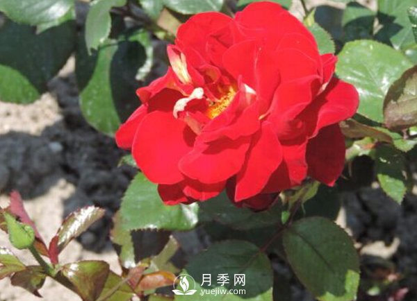 藤本月季伤流病如何防治？技巧有哪些？(图1)