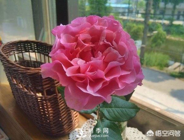 月季是非常好养的植物，想让它长得旺盛做好几方面(图2)