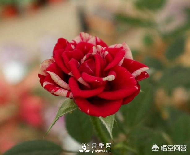 月季苗千差万别,那么怎样让月季长势好呢?(图2) 月季苗千差万别,那么怎样让月季长势好呢?(图2)