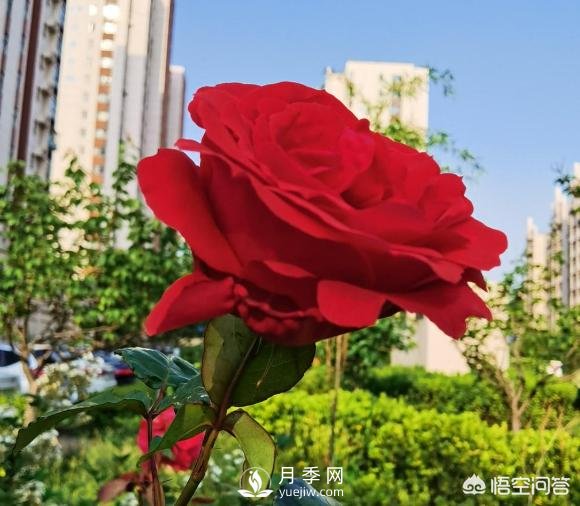 月季苗千差万别,那么怎样让月季长势好呢?(图1) 月季苗千差万别,那么怎样让月季长势好呢?(图1)