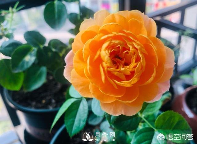 月季苗千差万别,那么怎样让月季长势好呢?(图3) 月季苗千差万别,那么怎样让月季长势好呢?(图3)