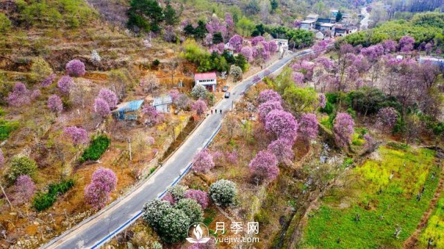 南阳南召：玉兰飘香溢山乡(图2)