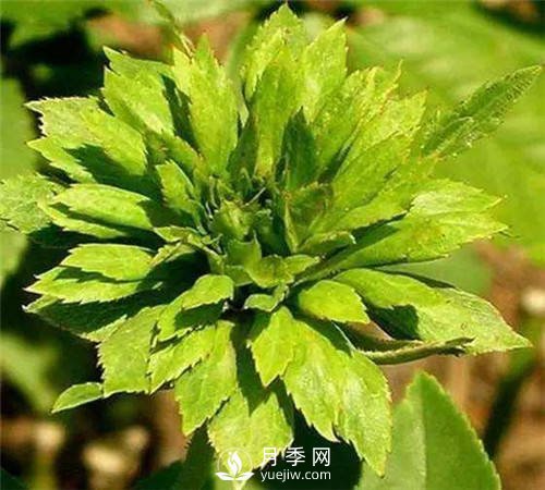 你见过绿色的月季花吗？介绍下绿萼月季(图3)