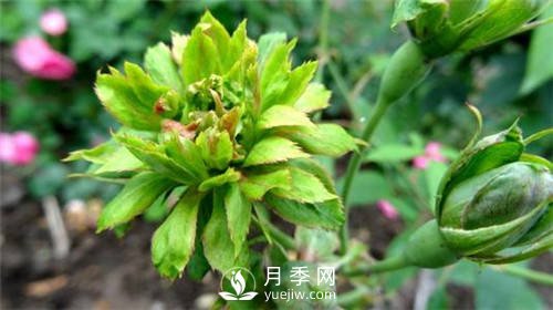 你见过绿色的月季花吗？介绍下绿萼月季(图2)