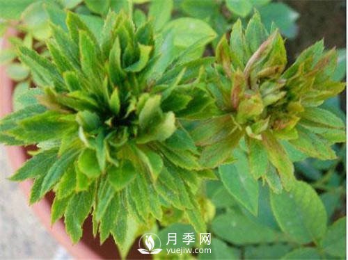 你见过绿色的月季花吗？介绍下绿萼月季(图1)