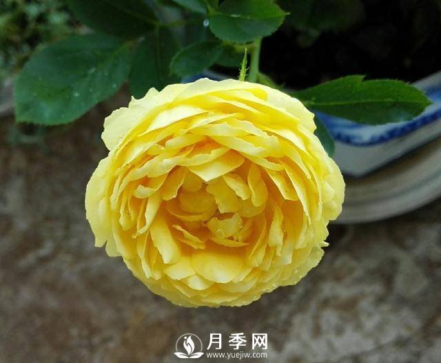 养好月季看“条件”，具备这2个要求，叶绿开花旺(图1)