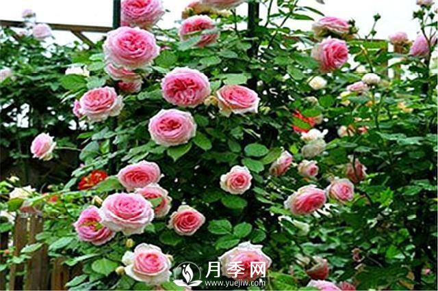 一年四季开花不断，花墙花柱造型任你塑造(图2)