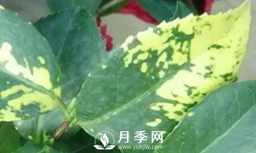 养护好月季花，这些虫害技巧你要知道(图7)