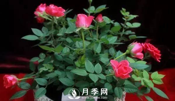养护好月季花，这些虫害技巧你要知道(图6)