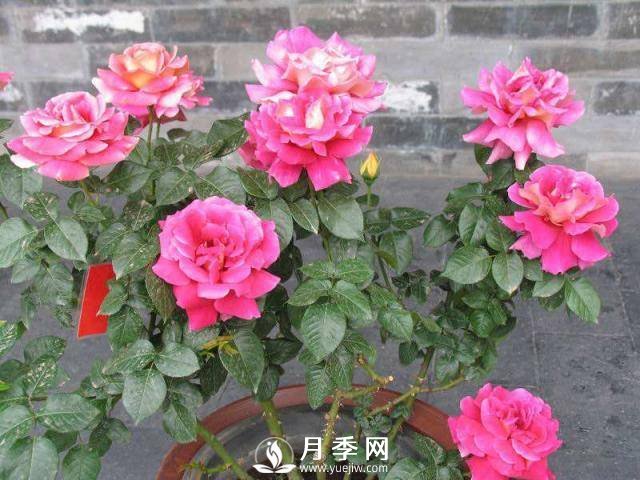 月季花谢以后，简单3步操作，20天冒花苞，30天开爆盆(图4)