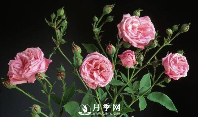自己动手学月季花剪枝，一步一步修，新手也能做得好(图2)