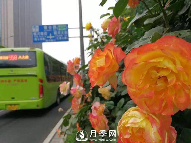 北京石景山 月季花开惹人醉(图5)