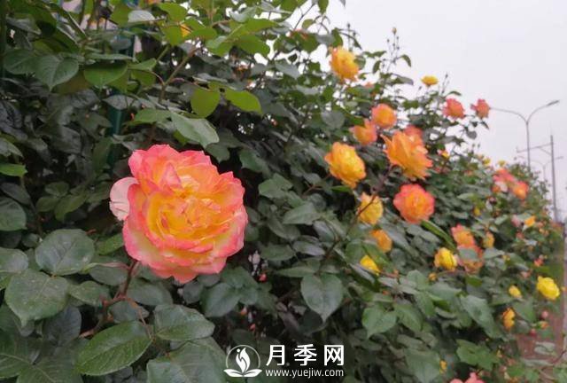 北京石景山 月季花开惹人醉(图7)