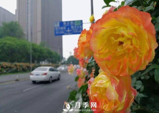 北京石景山 月季花开惹人醉(图3)