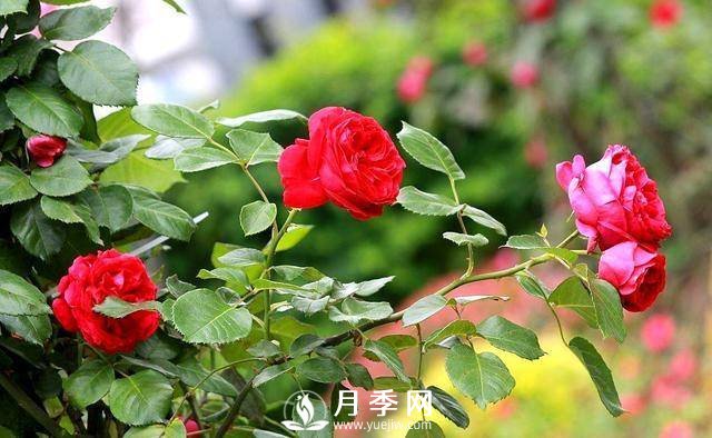 这位大爷太会养月季 枝多花艳(图1)