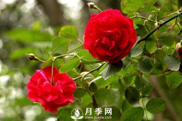 养月季盆栽，就用“5招”技巧，养护大半年，花开艳丽！(图2)