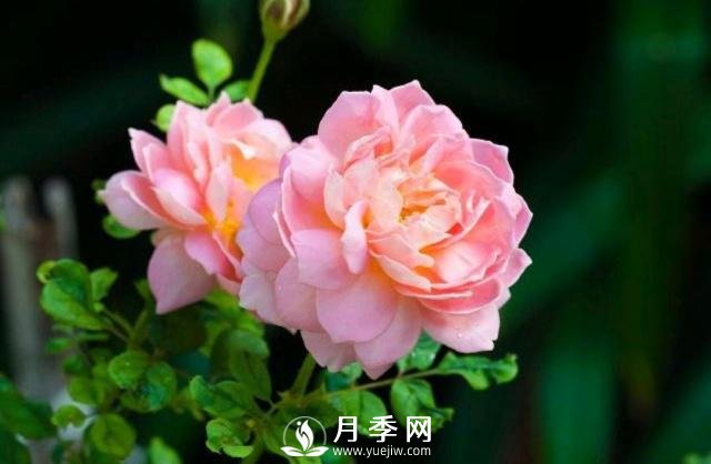 月季花**次修剪什么时候？修剪的目的是什么(图1)