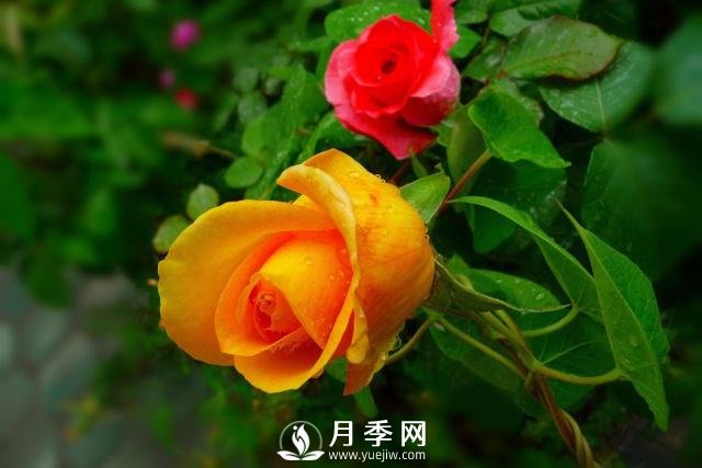 月季花**次修剪什么时候？修剪的目的是什么(图2)