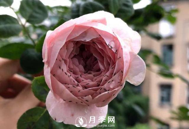 月季花期能不能施肥？用什么肥月季长的好看开花又多？(图2)