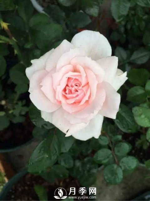 给邻居“半截塑料瓶”，2周后，她给我10盆“月季花”，(图1)