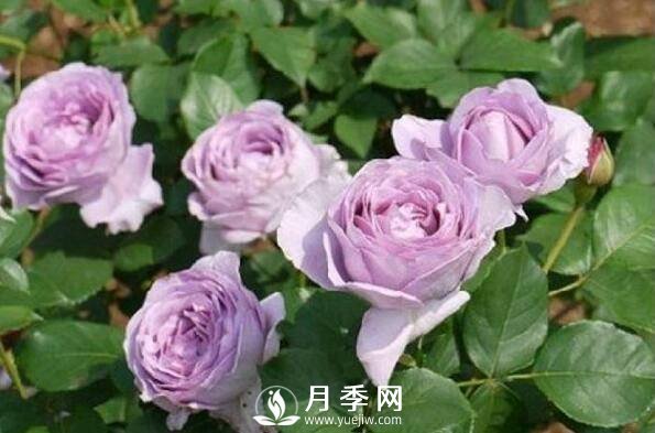 春天了，月季还奄奄一息 这样做也许能救回一命(图1)